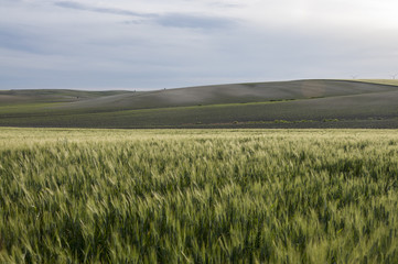 paisase con trigo y cielo