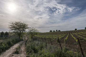 Fototapeta premium campiña jerezana