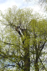 Baum im Frühjahr