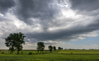 Obraz na płótnie Canvas green wheat field and storm clouds