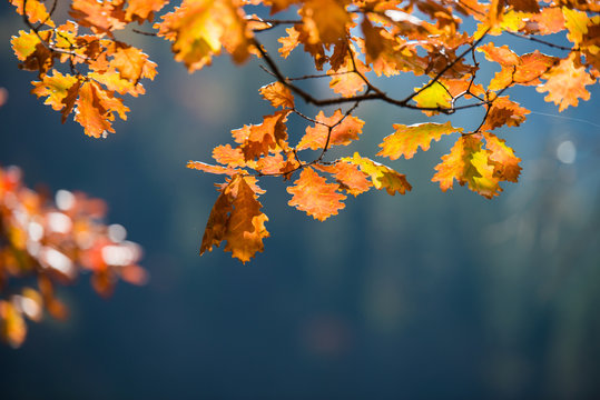 Autumn leaves, , selective focus