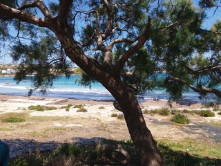 Seaview under the tree shadow
