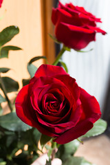 Red rose flowers on the light background