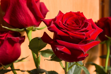 Red rose flowers on the light background