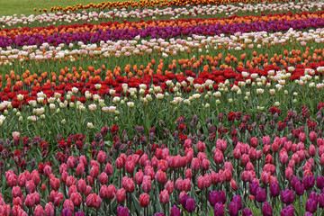 colorful blooming tulip field 