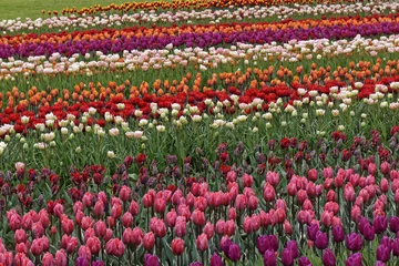 Fototapete Tulpe colorful blooming tulip field 