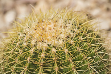 Barrel cactus plant in an arid desert garden