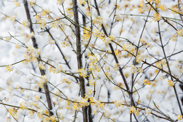 Cornel blossoming and snow