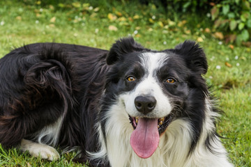 portrait of a border collie dog.