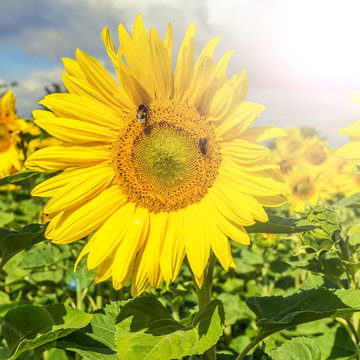 Zwei Bienen auf einer Sonnenblume bei strahlendem Sonnenschein