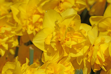 Yellow daffodils bloom in greater numbers. Season of flowering daffodils. Narcissus bloom in the spring.
