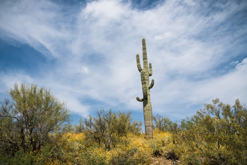 Obraz premium Lone Saguaro in Spring