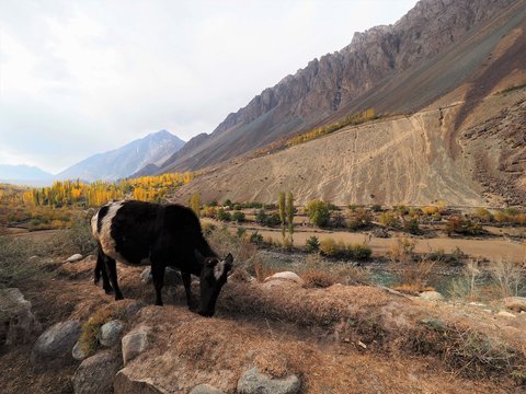 Cow Grazing In Meadow Along Hindu Kush Mountain Range In Ghizer Valley, Northern Pakistan