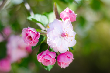 Fototapeta na wymiar Pink Spring Flowers