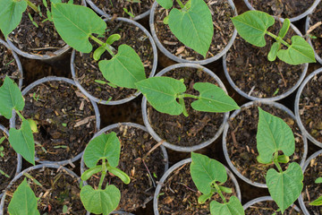 Bean Seeds for planting