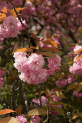 Blossoms in full bloom on a sunny day