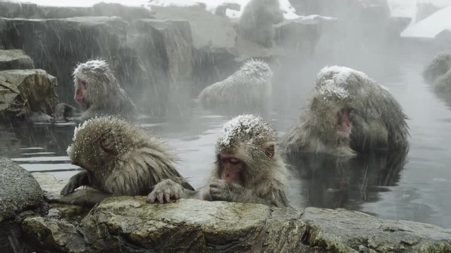 The Japanese Macaque (Snow) Monkeys enjoying a bath in the Onsen of Jigokudani Yaenkoen 
