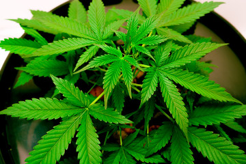 Fototapeta na wymiar Bush of marijuana grown at home by the method of hydroponics