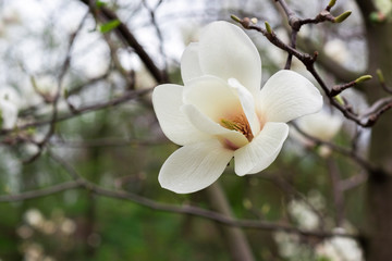 Magnolia, flowers, buds, trees, nature, white, lilac, spring, fragrance