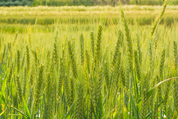 Fototapeta premium background of wheat field, agricultural background