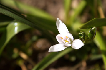 Fototapeta premium white flower