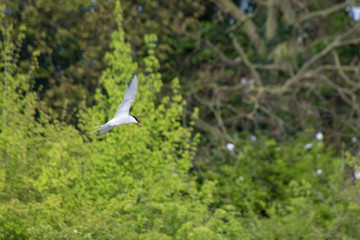 Common Tern wild bird in flight