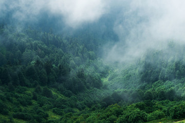 Туманный лес на склоне горы