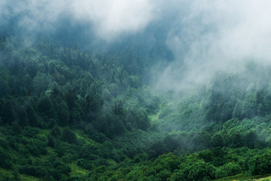 Fototapeta Mglisty las na zboczu góry