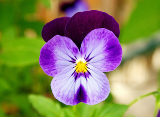 Pansy flower