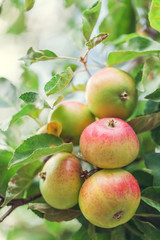 Ripe green apples on a apple tree