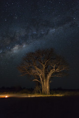 Fototapeta na wymiar Baines Baobab campsite under the milkyway