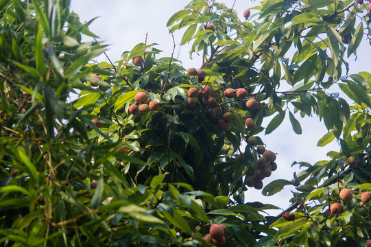 fruit naame lichia still in the tree