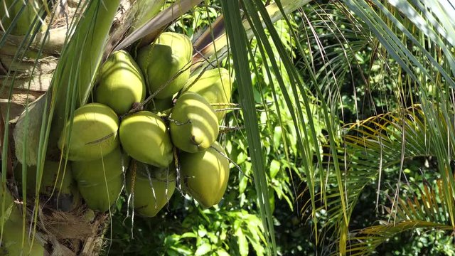 Beautiful Tropical Coconut Tree in hot sunny day, Close up coconut fruit on the tree with copy space. Coconut Palm Tree swaying gently with the breeze full hd and 4k. vacation concept