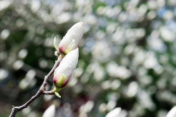  magnolia flower white on a blue background