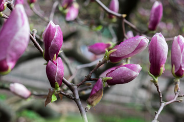 Fototapeta premium Magnolia, flowers, buds, trees, nature, white, lilac, spring, aroma, petals, drops, rain