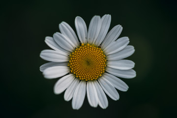 Fototapeta premium Golden ratio