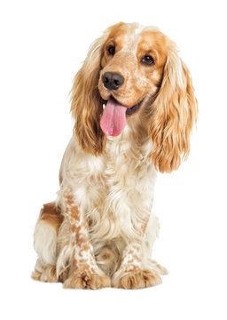 English Cocker Spaniel Dog On A White Background