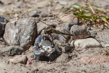Fototapete bei efototapeten.de bestellen   