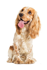 English cocker spaniel dog on a white background - obrazy, fototapety, plakaty