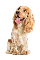 Photo sur Plexiglas Chien English cocker spaniel dog on a white background