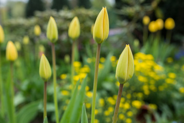 Fototapeta premium Tulips