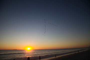 sunset birds