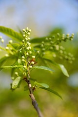 Colorful fresh flowers in a sunny green spring garden. 