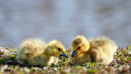 Baby Canadian geese