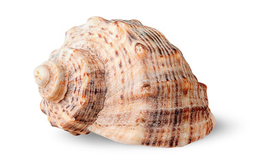 Seashell rapana side view rotated