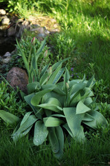 Obraz premium spring in the garden - young tulips