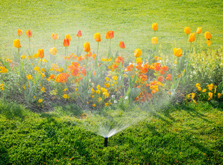 Smart garden activated with full automatic sprinkler irrigation system working early in the morning in green park - watering lawn and colourful flowers tulips narcissus and other types of spring flowe - obrazy, fototapety, plakaty