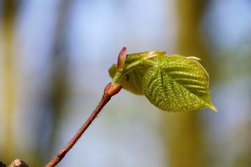 Colorful fresh flowers in a sunny green spring garden. 