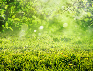 spring grass background
