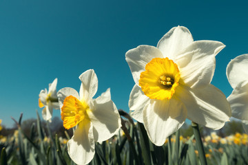 Daffodils Blooming In The Garden